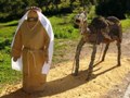 Rei Mago e Camelo
